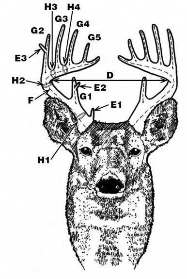 A Guide to Measuring Buck Antlers: Unraveling the Mystery