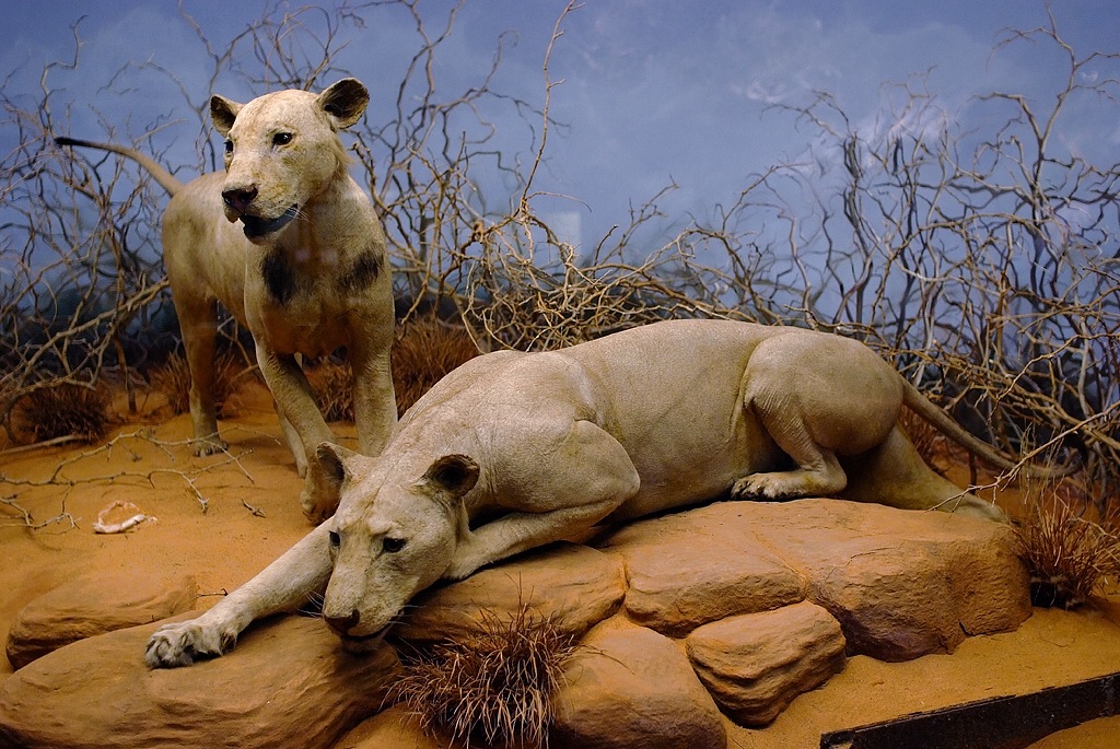 The Legendary Hunt: The Tale of the Tsavo Man-Eaters