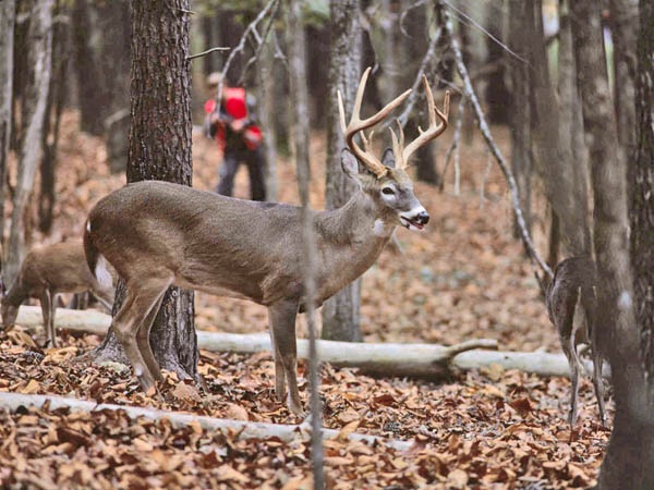 Mastering the Art of Stalking: Essential Tips for Walking Hunts