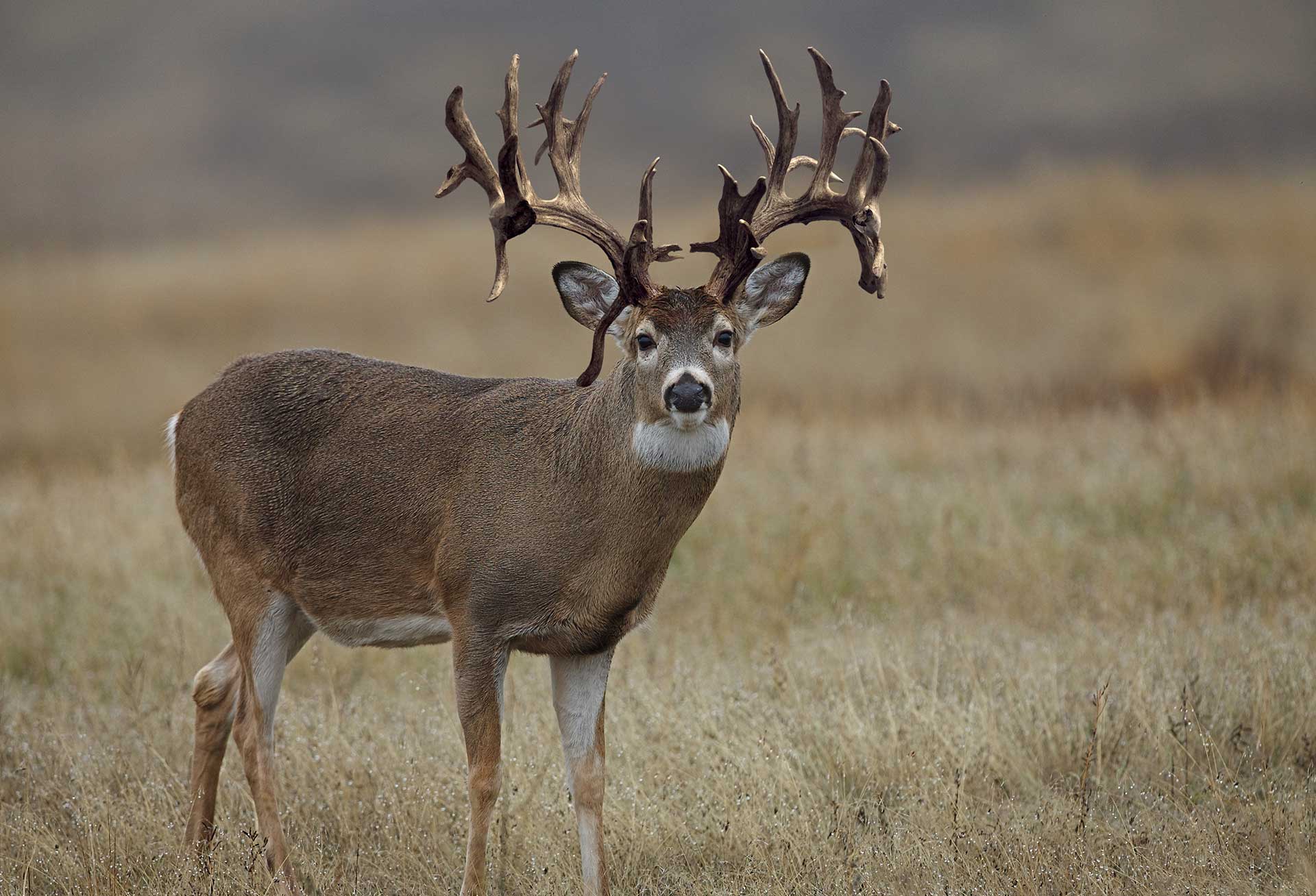 Hunting Havens: Exploring the States with the Biggest Bucks