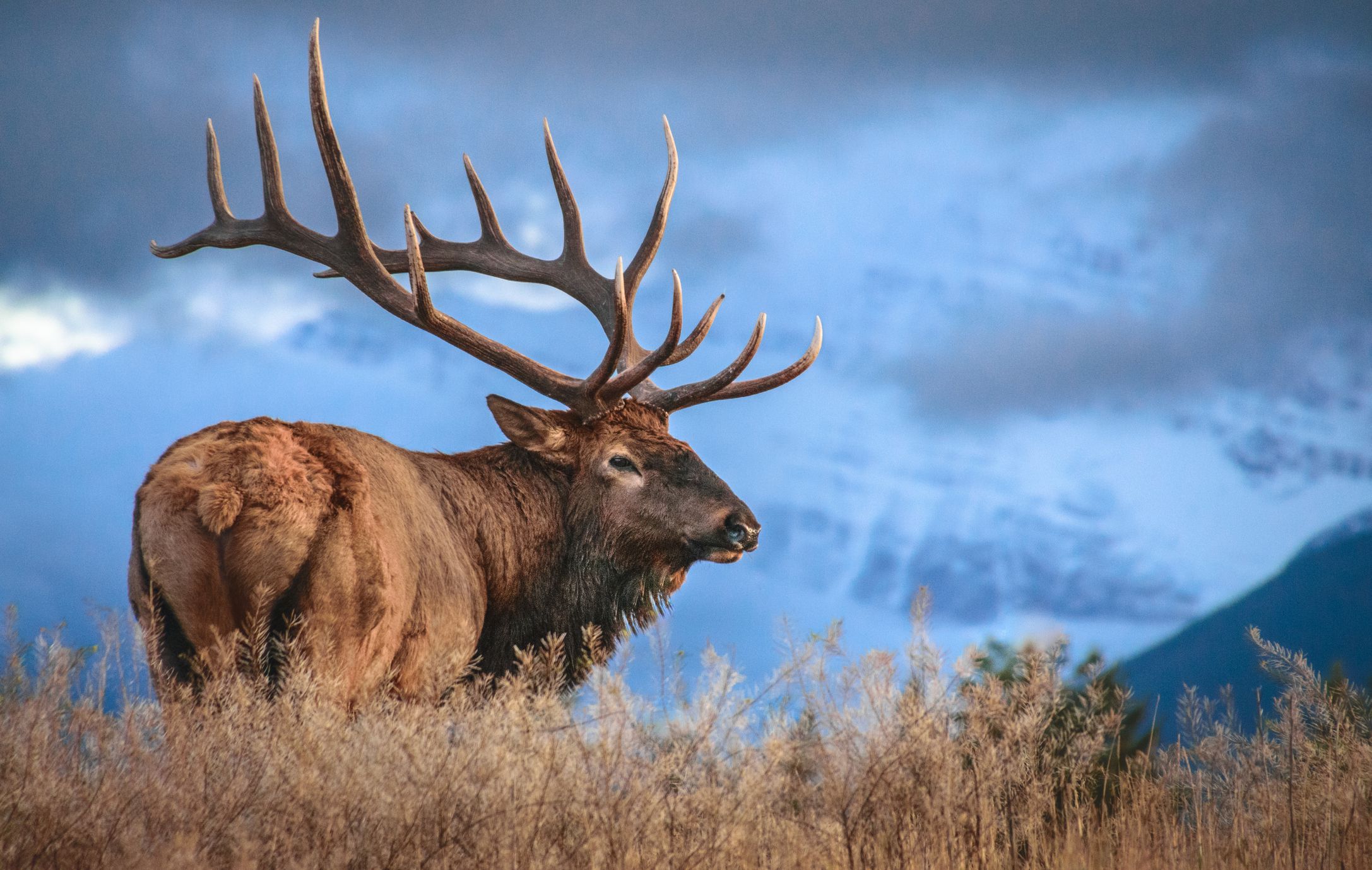 Exploring the Wilderness: Best Places to Hunt Elk in the United States